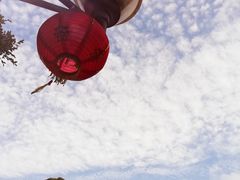 -银湖山郊野公园-相思林