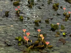 -荔湾湖公园