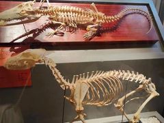 -国家自然博物馆