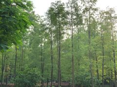 -晓港公园