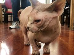 -猫小院猫主题咖啡厅(北锣店)