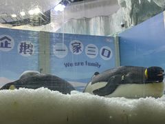 -珠海长隆海洋王国