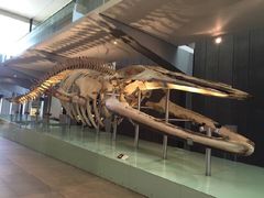 -墨尔本博物馆(Melbourne Museum)