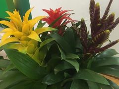 -上海鲜花港