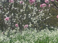 -南汇桃花村