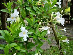 -纳兰傣雀傣味餐厅