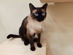 -猫力发电所·宠物专门店