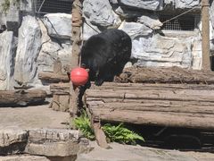 -贵州森林野生动物园