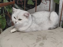 -平行世界·猫咖(首经贸店)