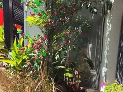 -慢丽江·云南野生菌土鸡锅(西山店)