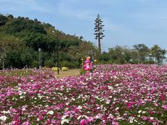 -野狸岛