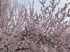 -桃花堤公园