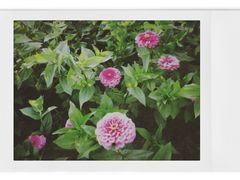 -荷兰花海