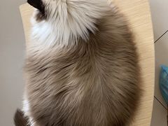 -鼓捣猫呢主题猫咖店