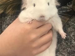 -瑞派·关忠动物医院·异宠专科·犬猫肿瘤·皮肤专科(望京店)