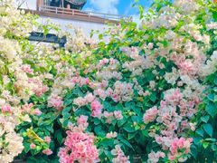 -深圳国际园林花卉博览园