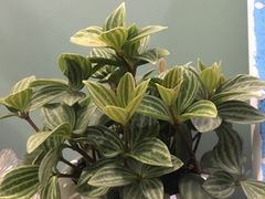 -三圣花乡旅游区