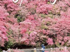 -木兰云雾山