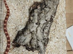 -酷以爬仙阁实体爬宠店·守宫·蜥蜴·专业繁育