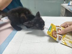 -嘉馨宠物医院·CT影像转诊·心脏科·犬猫全科诊疗中心(下沙大学城院区)