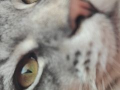 -翊宠yipet猫狗购宠庄园犬舍•猫舍