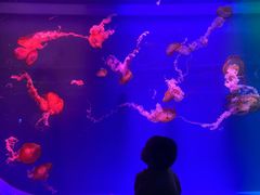 -多彩贵州城极地海洋世界