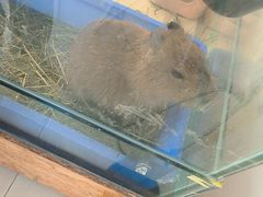 -怪兽屋·羊驼·猫咖·狗咖(俊华广场店)