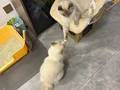 -艾贝尔宠物医院 ·内科全科(梁溪路店)