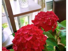 -双季花艺园艺市场(浦东店)
