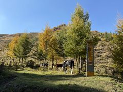 -苏木山森林公园