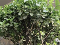 -大小咖啡 BigSmallCoffee(麦子店)