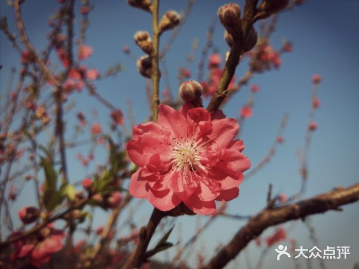 南国桃园旅游度假区图片