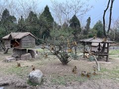-上海野生动物园