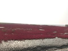 -红海滩国家风景廊道