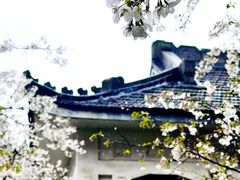-武汉大学-樱园