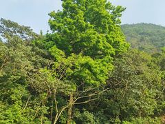 -梧桐山风景名胜区