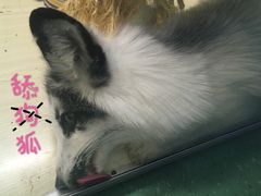 -藦茜花园宠物主题亲子互动体验馆(国顺东路店)