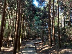 -玉苍山国家森林公园