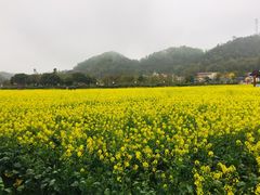 -红山村