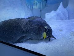 -海合安成都极地海洋公园