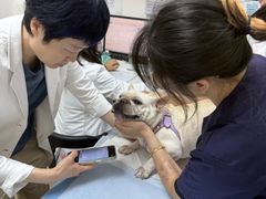 -美联众合动物医院·24h转诊中心
