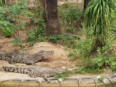 -深圳野生动物园