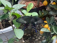 -上海大自然野生昆虫馆(东方明珠·爬宠昆虫探索中心)