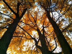 -四川大学(华西校区)