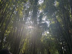 -云溪植物园