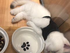 -袖虎·猫馆(体育西路店)