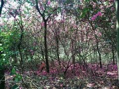 android_upload_pic-大沙河公园