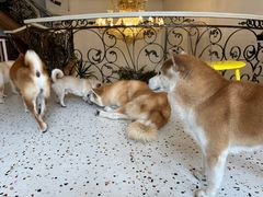 -喜柴咖啡·柴犬狗咖