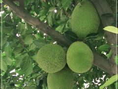 -云溪植物园