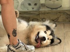 -李小姐の猫咖啡馆(五角场店)